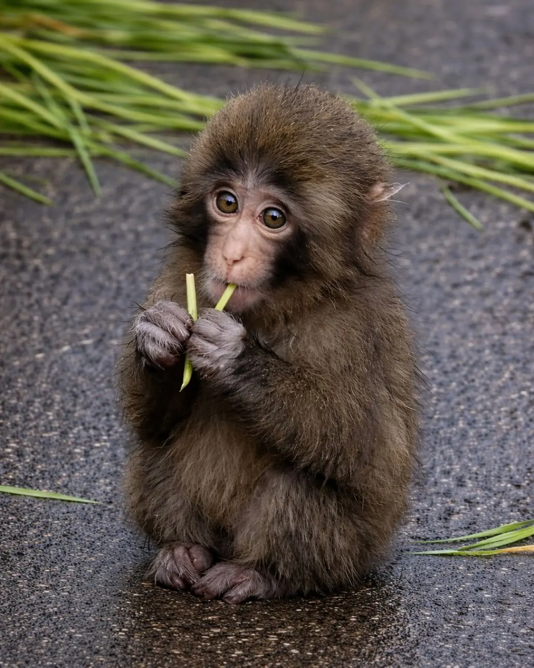 Why Punch Looks Like a Curious Baby: The Science Behind It
