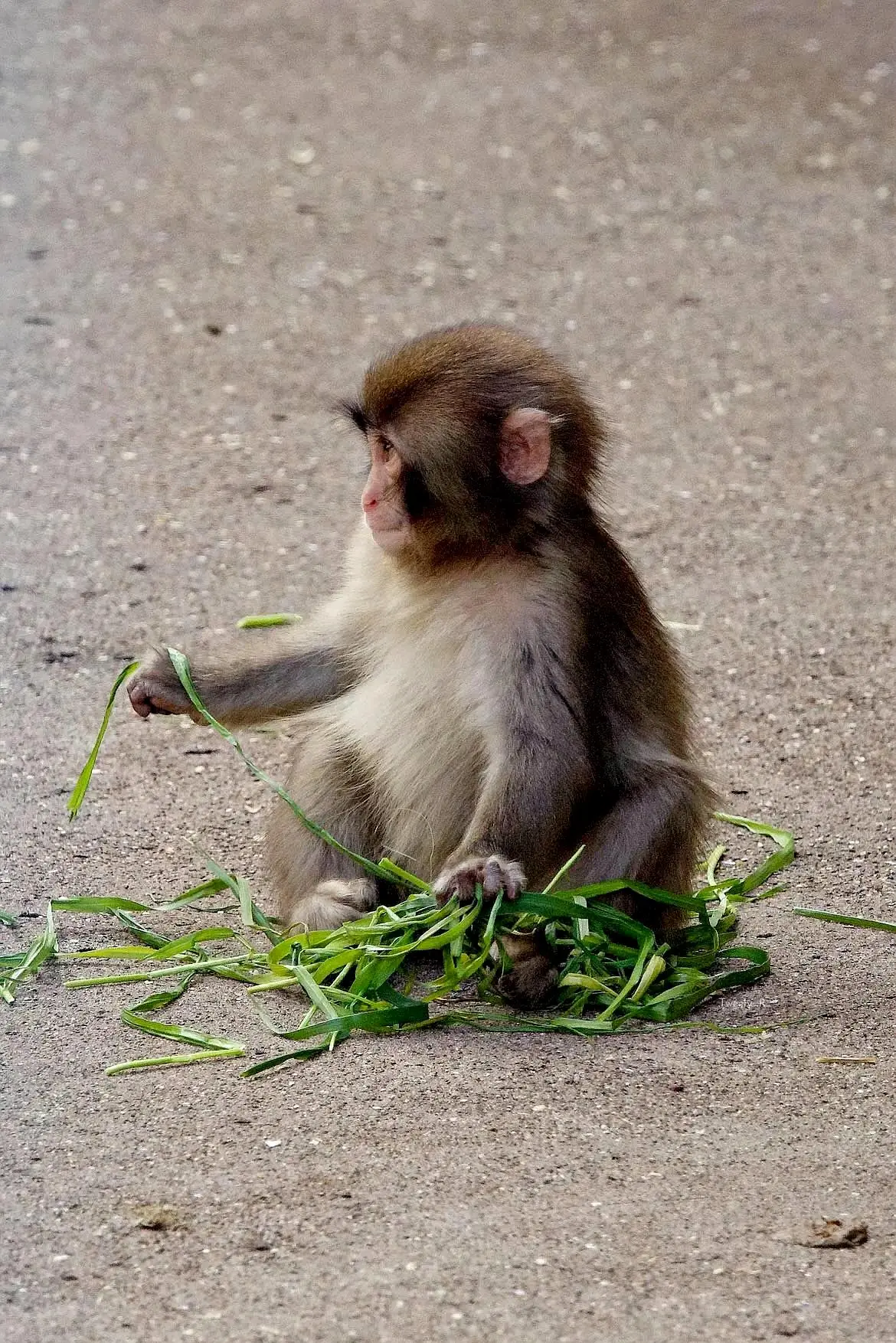 Why Punch Still Has Sad Days: The Emotional Reality Behind His Story