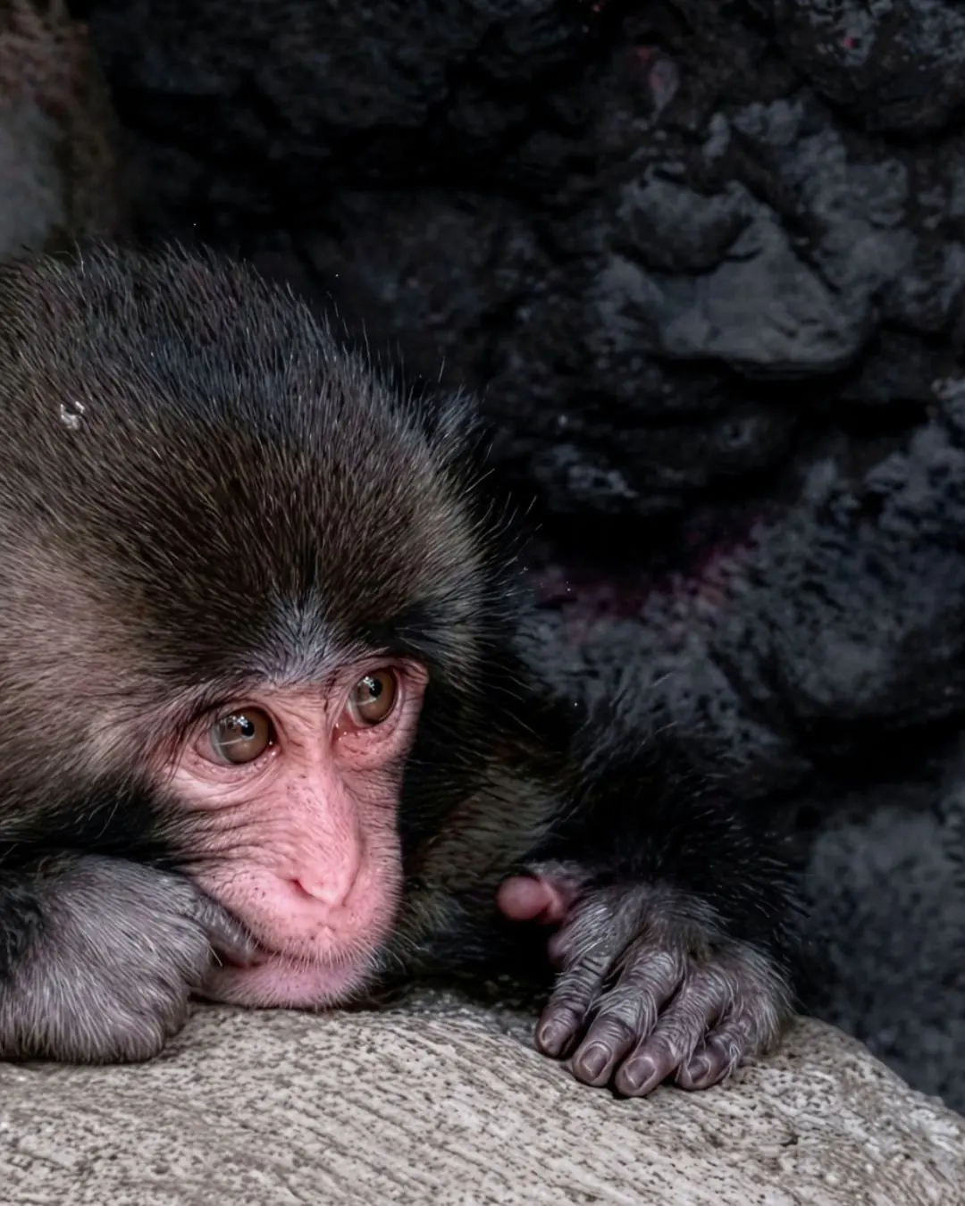 Why Everyone Loves Punch: The Cutest Moments That Melt Millions of Hearts