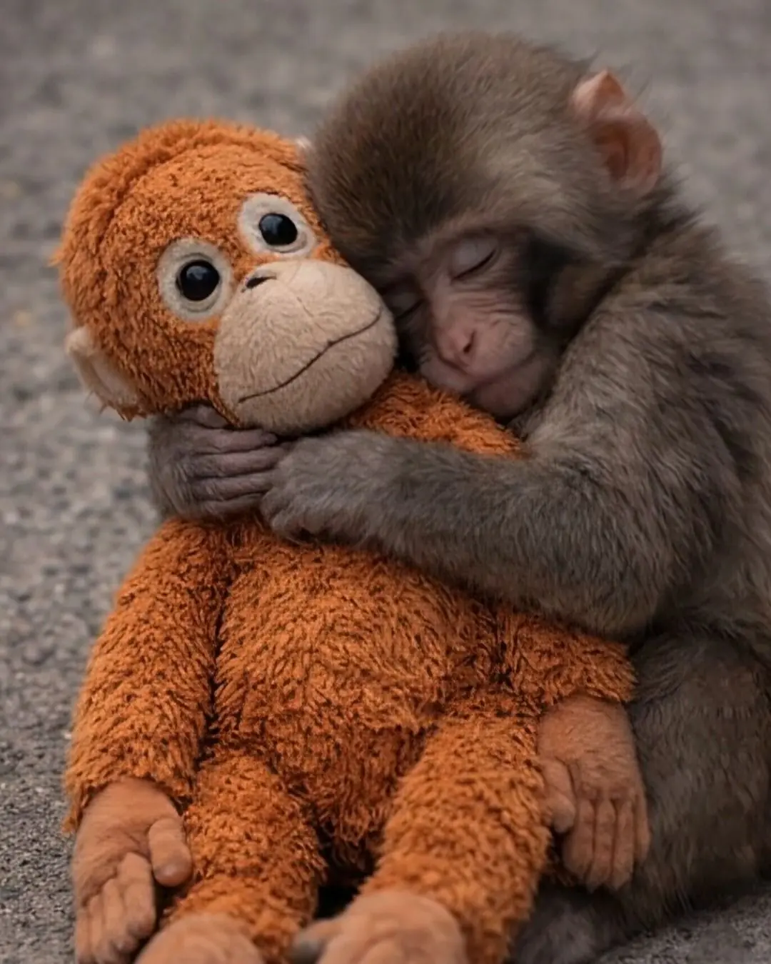 Two Hands, One Teddy: Why This Moment Means More Than It Looks