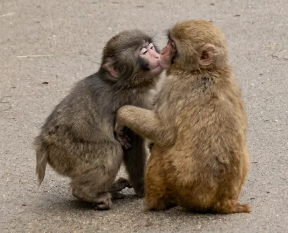 A Tiny Secret Kiss: The Moment You Almost Missed From Punchy