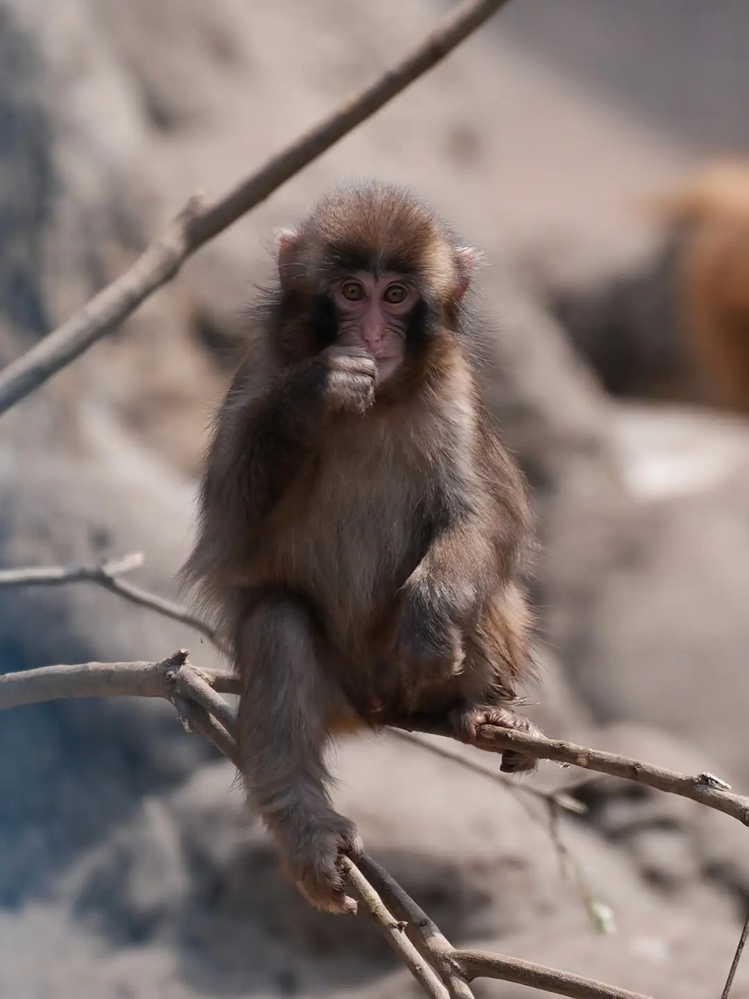 Is Momochan Really Punch’s Girlfriend? The Truth Behind Their Bond