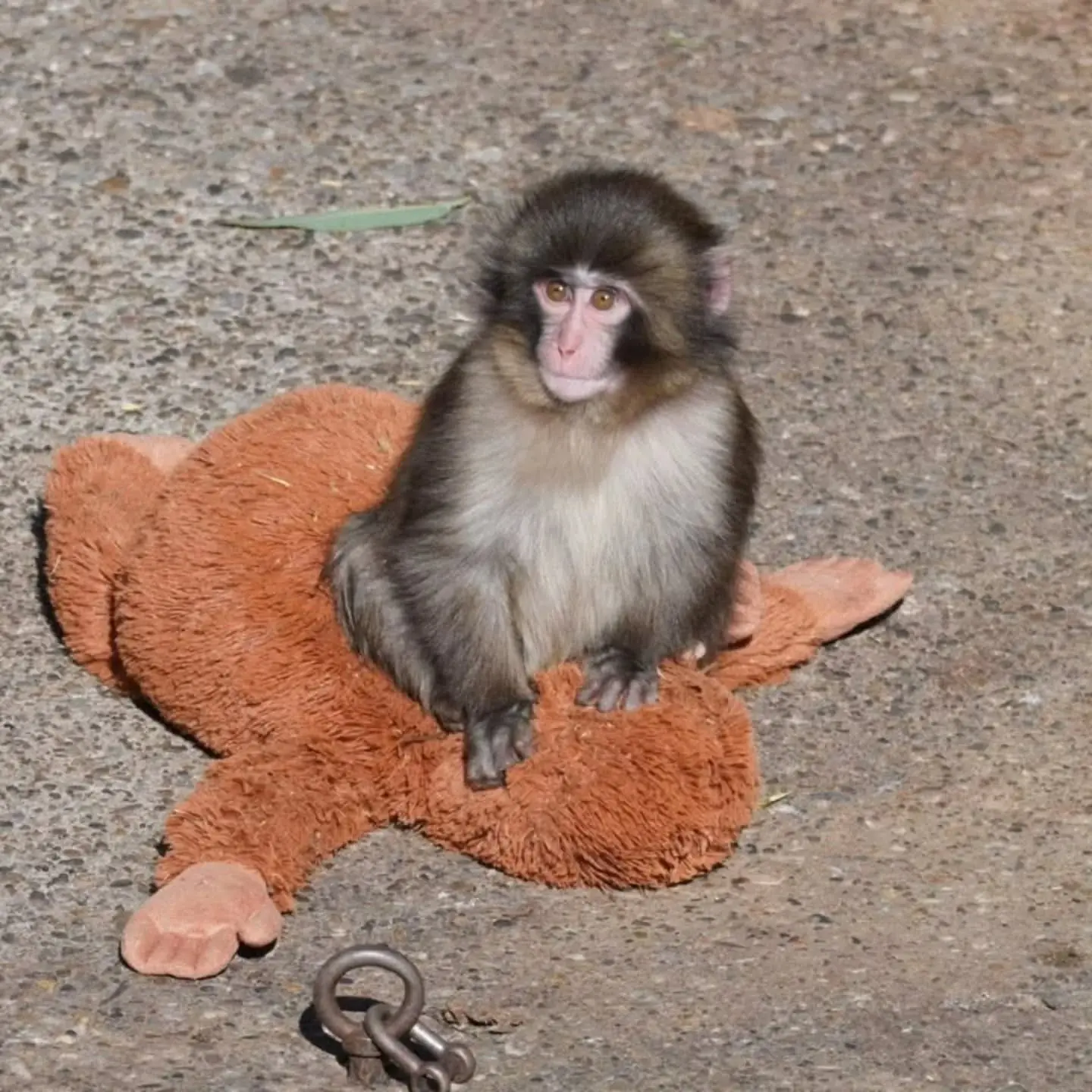 The Loneliest Corner: Why This Moment of Punch Hits So Deep
