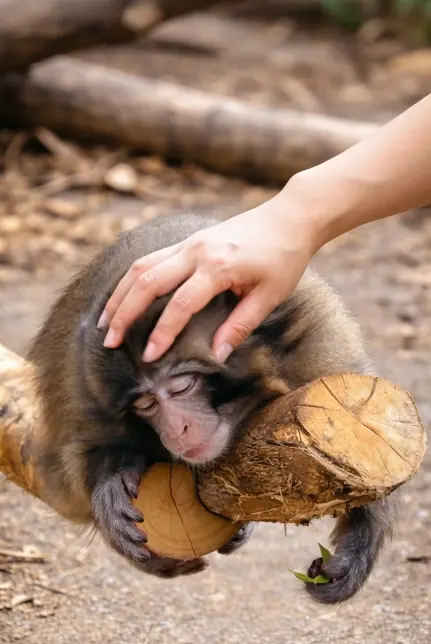 How a Zookeeper Quietly Healed a Baby Monkey’s Heart
