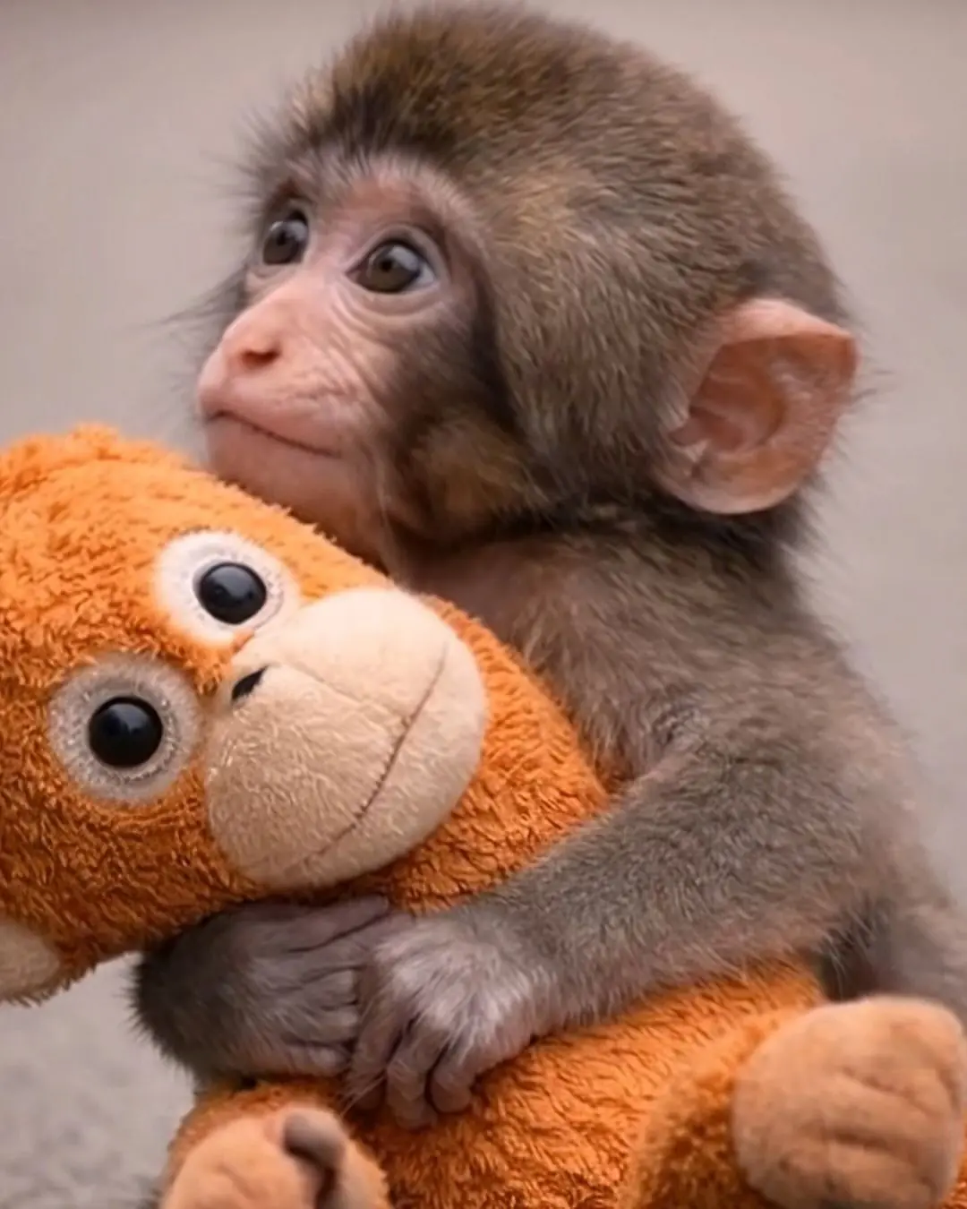 The Cutest Moments of Punch That Melt Everyone’s Heart