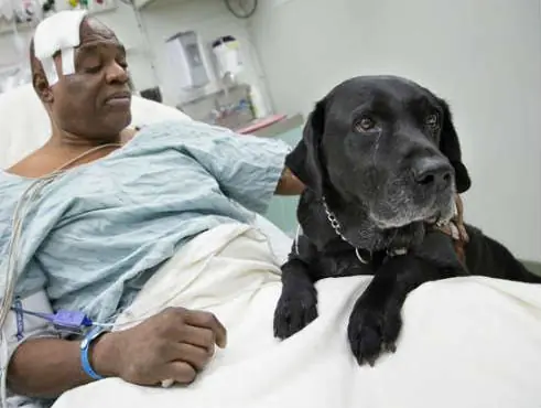 Dogs and Chickens: Enemies or Unexpected Friends?