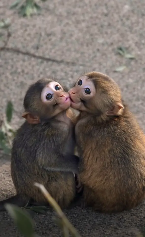 The Quietest Language of Love: A Moment Between Punch and Momochan