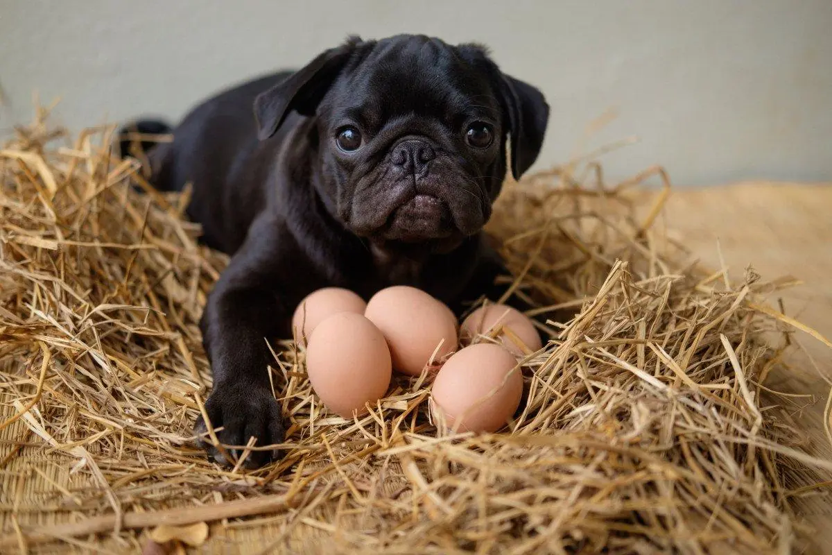 The Little Egg Thief… or Just Curious? A Puppy’s Innocent Mistake