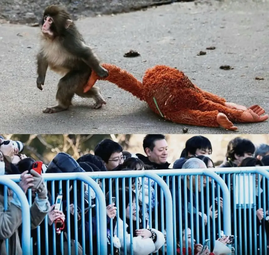 Punch the Monkey: The Unexpected Zoo Star Who Captured Millions of Hearts