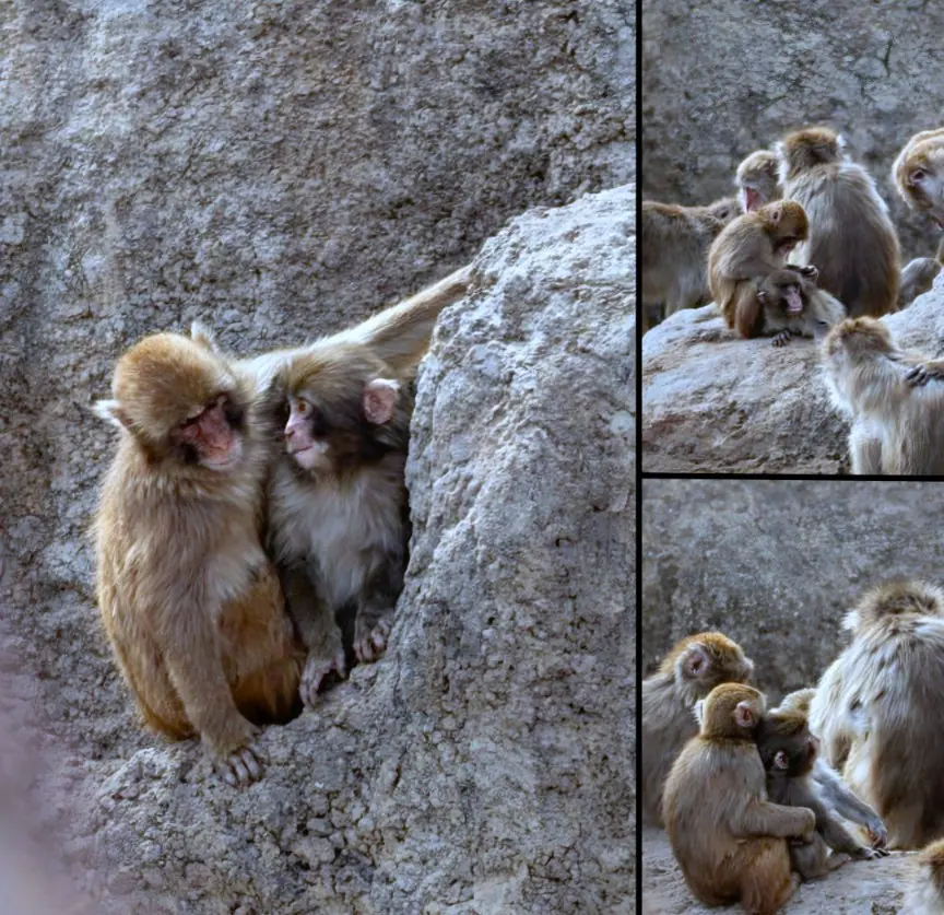 Go-Chan and Punch: The Heartwarming Monkey Friendship That Touched the World