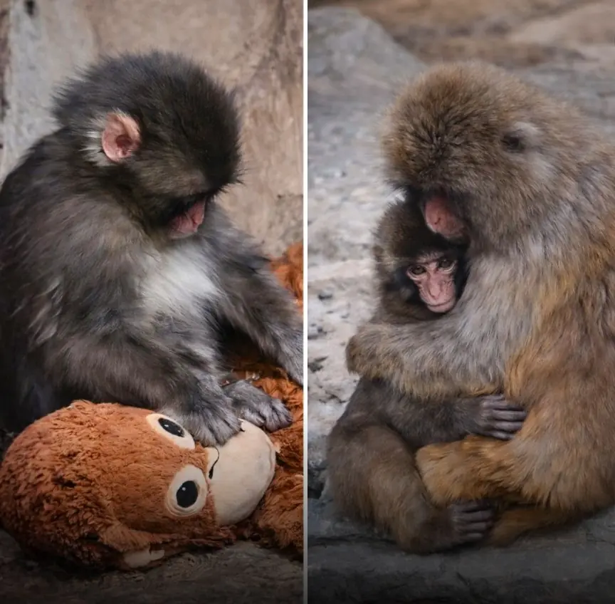 Punch, the once-lonely little monkey who broke hearts around the world