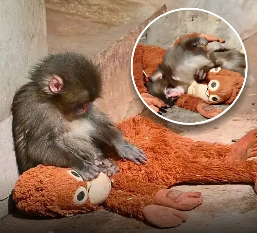 A baby Japanese macaque named Panchi-kun was abandoned by his mother