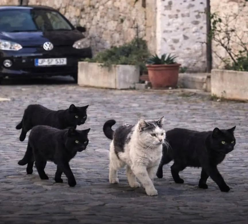 The Street King and His Black Cat Squad: The Viral Cat Crew That Looks Straight Out of a Movie