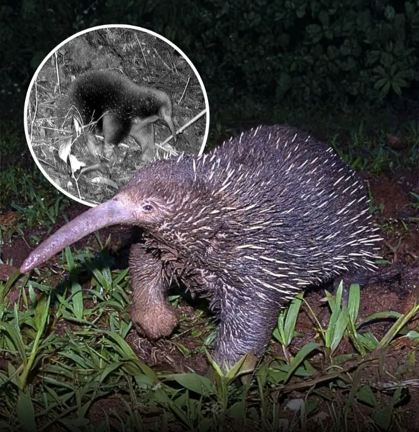The “Lost” Egg-Laying Mammal That Reappeared After 62 Years Shocked the Scientific World
