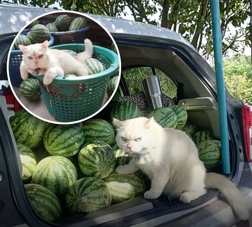 Meet Pearl: Thailand’s “Watermelon Guardian” Cat Who Took the Internet by Storm