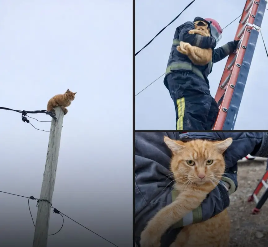 Orange Cat Gets Rescued From a Phone Pole — Then Looks Deeply Annoyed About It