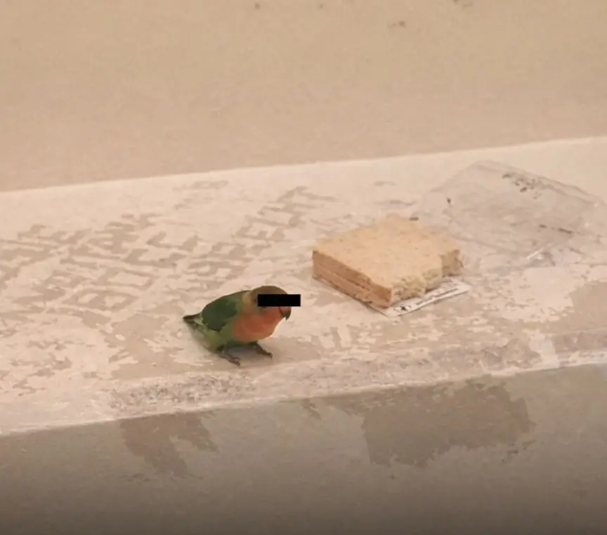 The Bird That Was “Arrested” for Robbery — And Had Its Identity Protected by Police