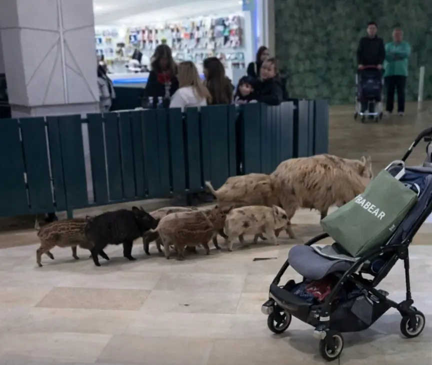 A Family of Wild Boars Casually Walked Into a Spanish Shopping Mall — And Acted Like Regular Customers