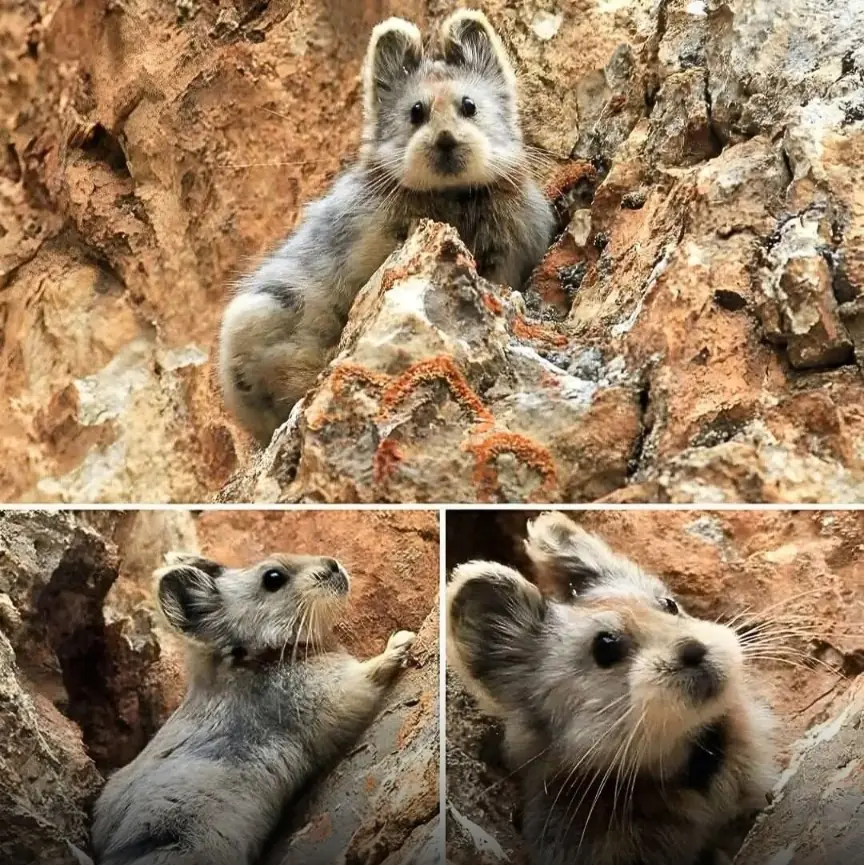 The Ili Pika: The Tiny “Magic Rabbit” Rediscovered After Vanishing for More Than 20 Years