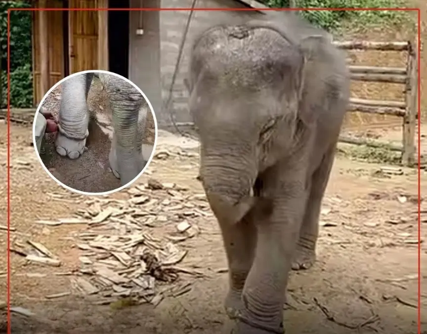 From Chains to Freedom: The Emotional Story Behind a Baby Elephant’s First Steps