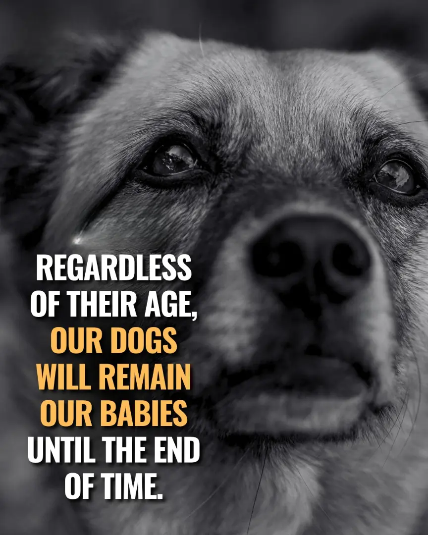 No Matter How Old They Get, Our Dogs Will Always Be Our Babies