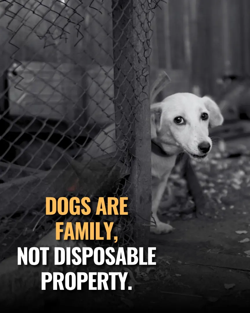 Dogs Are Family, Not Disposable Property