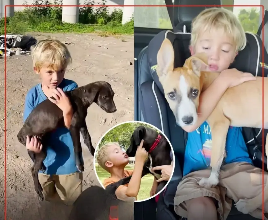 A Little Boy, Two Abandoned Puppies, and a Moment That Changed Everything