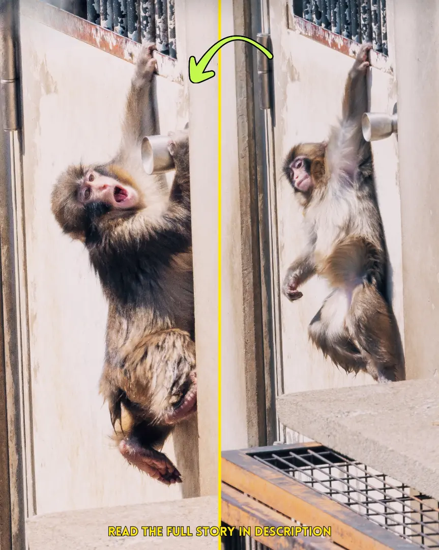 The Monkey Hung From a Door for Dear Life — And What Happened Next Shocked Everyone