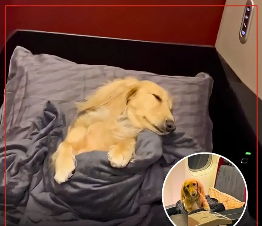 This Dachshund Flew to Paris in Business Class — and the Internet Can’t Get Enough