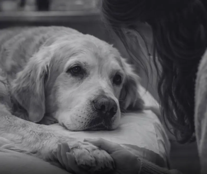 The Love of a Dog Is Worth Every Tear That Comes After