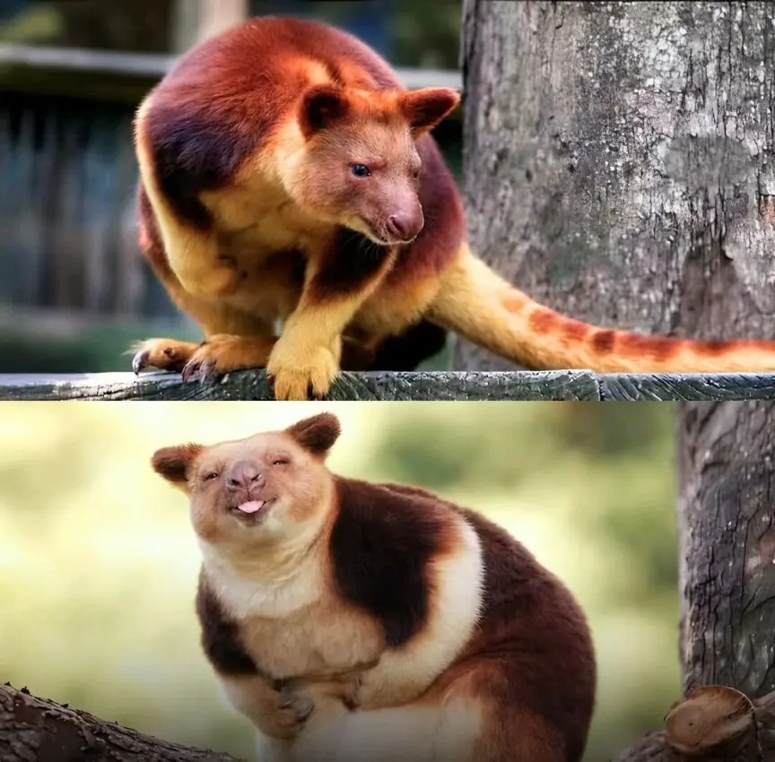 Scientists Rediscover a Rare Tree Kangaroo After Nearly a Century