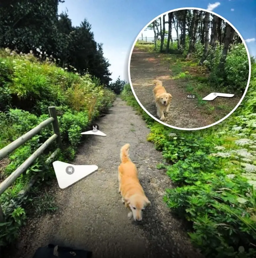 The Dog That Quietly Became a Google Maps Legend in South Korea