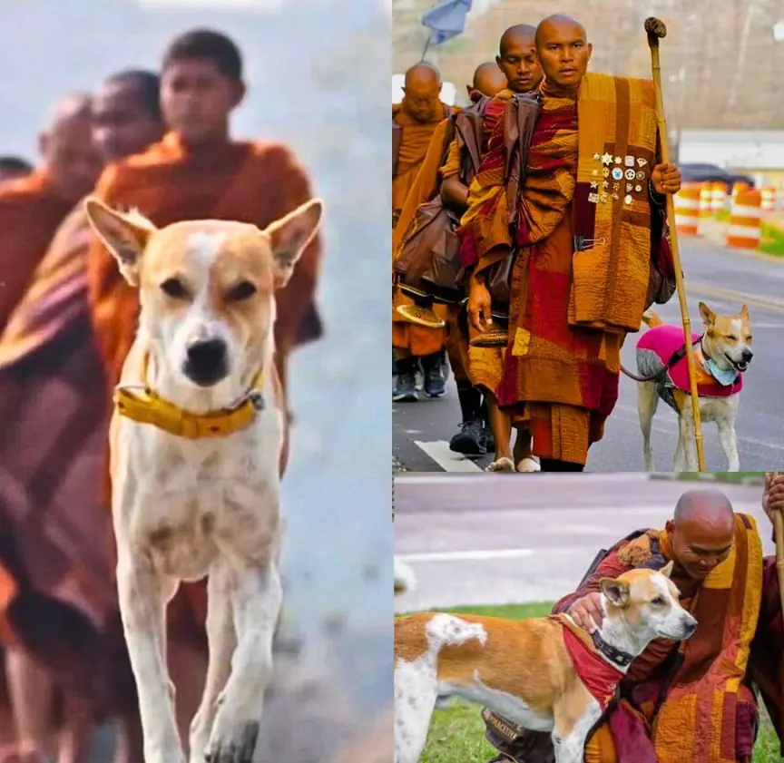 Meet Aloka: The Stray Dog Who Chose to Walk Beside Buddhist Monks Spreading Peace