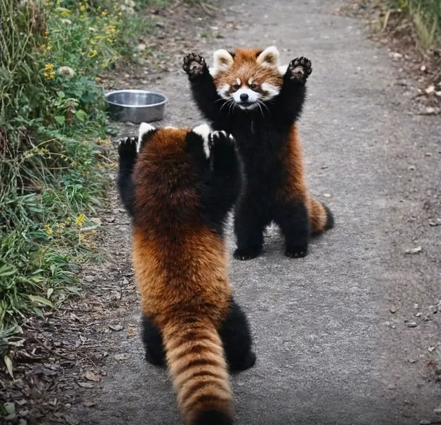 When red pandas feel threatened, they stand upright and extend their claws