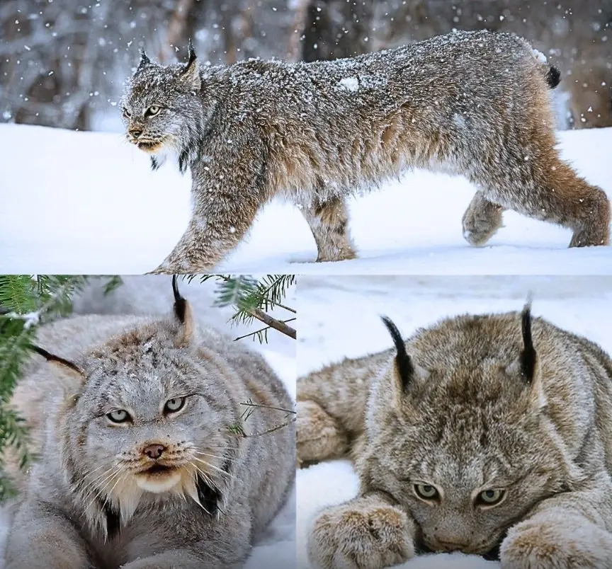 The Canadian Lynx: Nature’s Silent Master of Winter