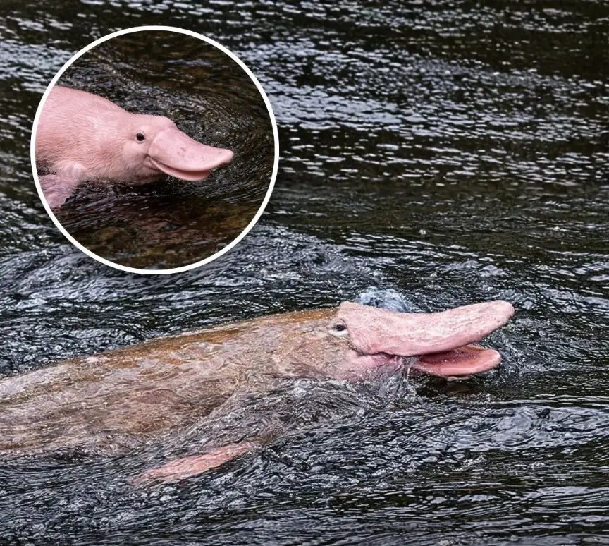 The Extremely Rare Pink Platypus That Left Scientists Amazed