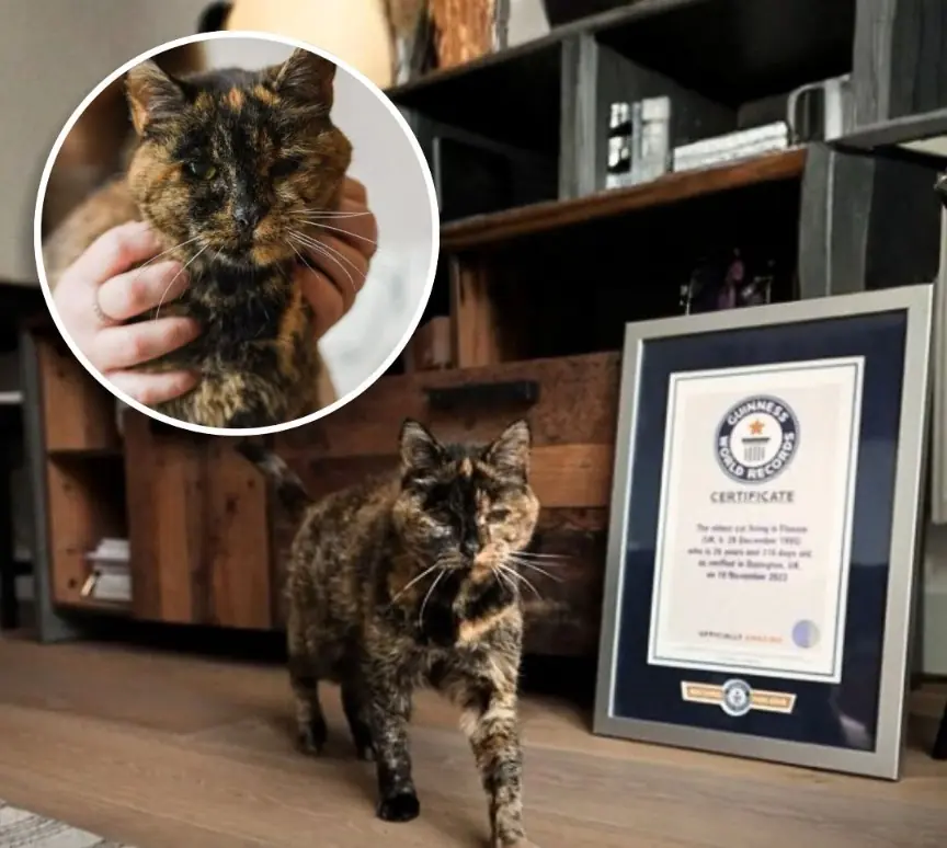 Meet Flossie: The World’s Oldest Living Cat Who Reached an Incredible 30 Years Old