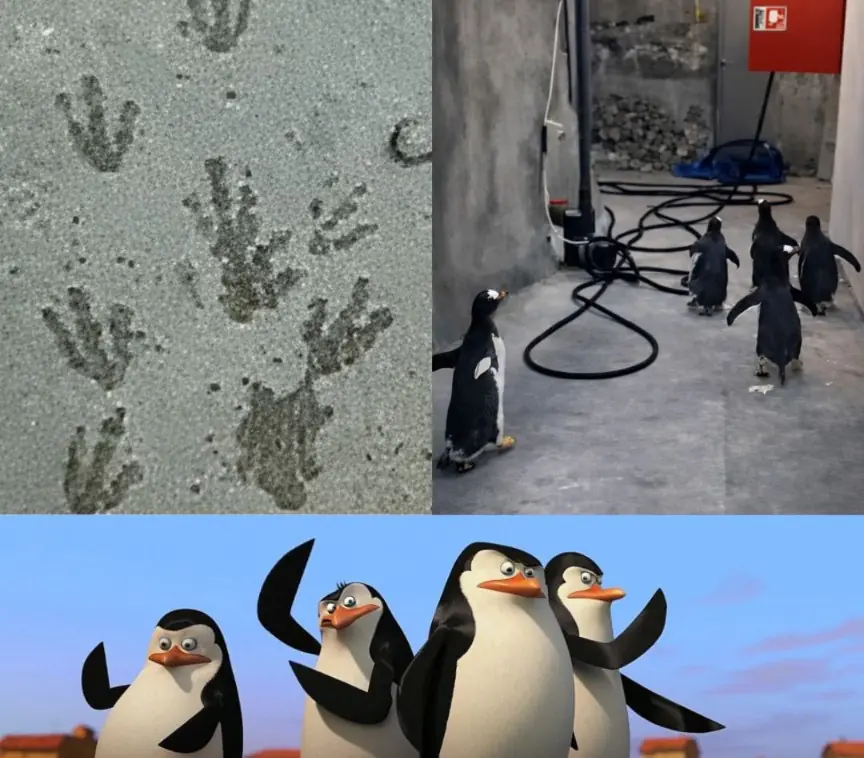A Group of Penguins Escaped a Danish Zoo and Accidentally Recreated “Madagascar” in Real Life