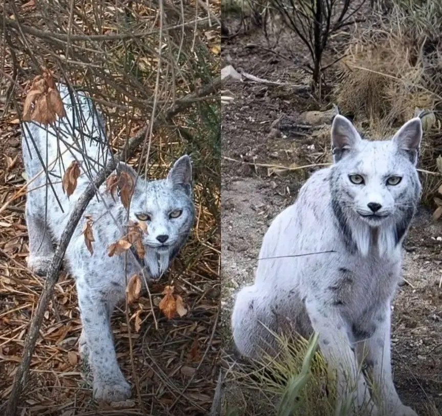 The Viral White Iberian Lynx That Looked Almost Too Unreal to Exist
