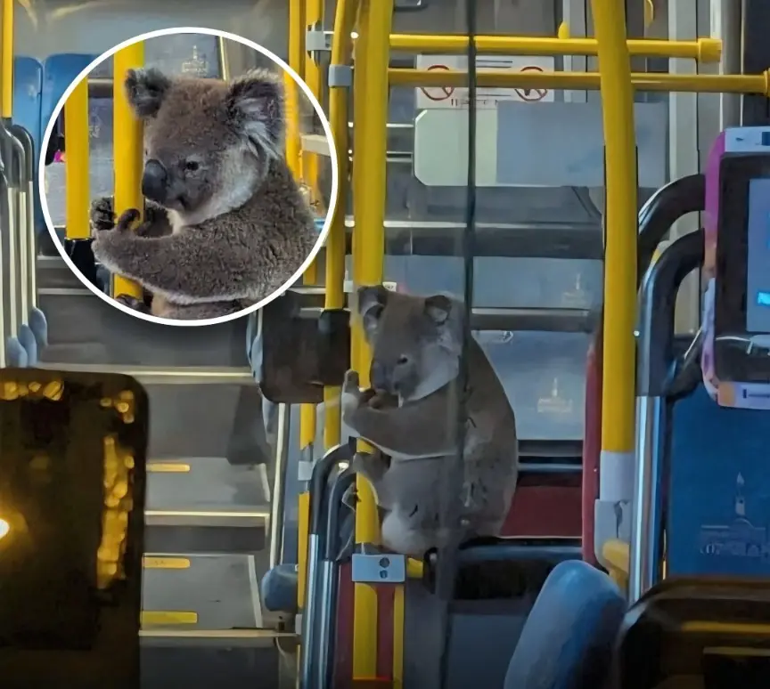 A Curious Koala Climbed Onto a City Bus in Australia — And Calmly Rode Along Like a Regular PassengerA Curious Koala Climbed Onto a City Bus in Australia — And Calmly Rode Along Like a Regular Passenger