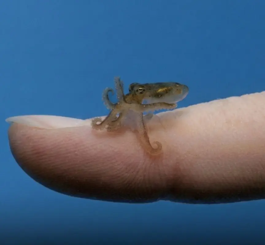 A Tiny Baby Octopus Secretly Snuck Into an Aquarium Tank