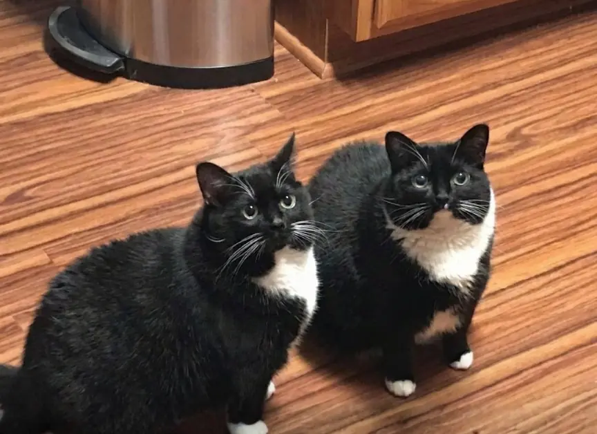 A Man Thought He Found His Missing Cat — Then the Real One Came Home
