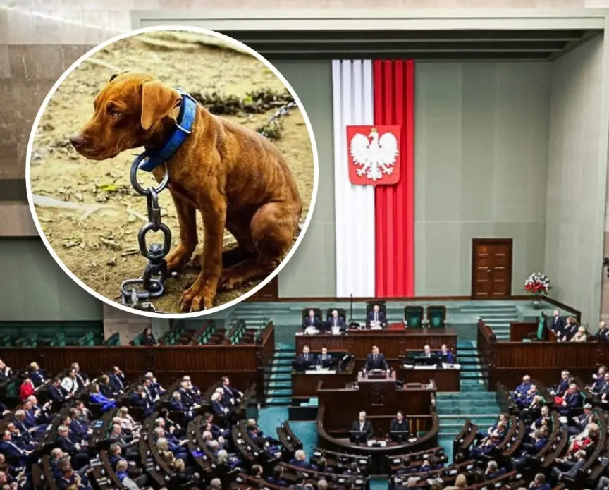 Poland Votes to Ban Chaining Dogs — A Major Step Forward for Animal Welfare