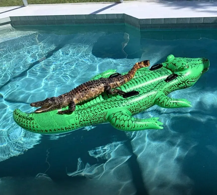A Real Alligator Was Found Relaxing on an Inflatable Alligator Float — And Somehow It Was the Most Florida Thing Ever