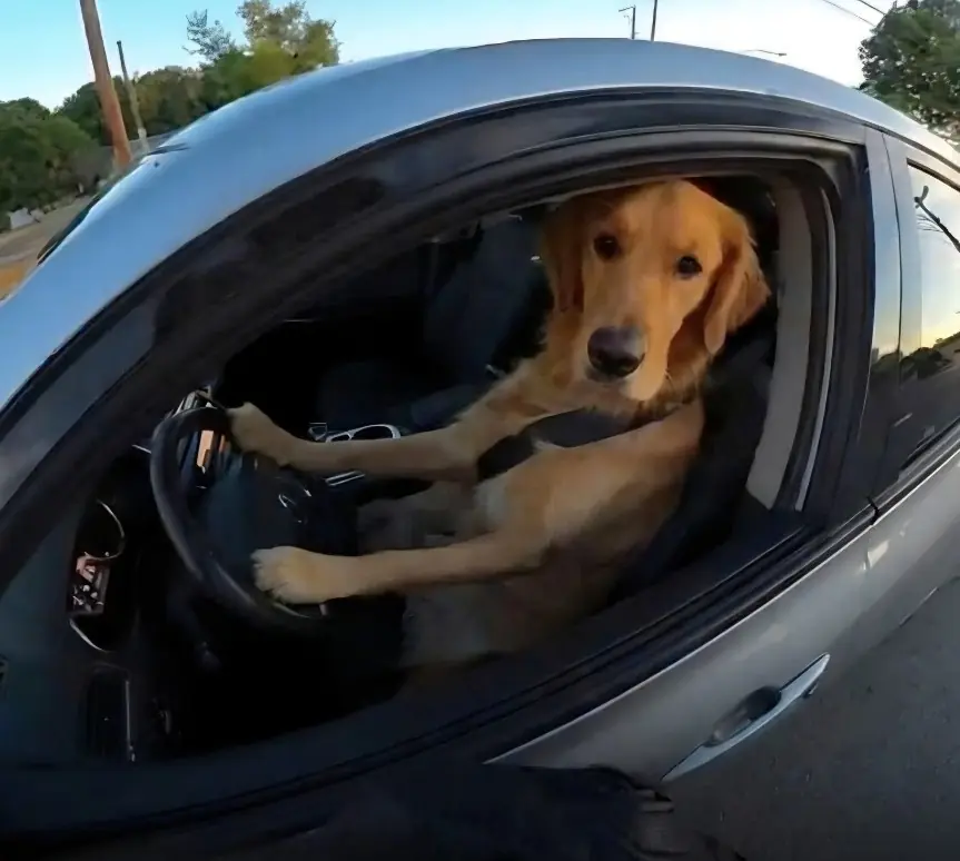 A Man Allegedly Switched Seats With His Dog During a Traffic Stop — And the Internet Couldn’t Stop Laughing