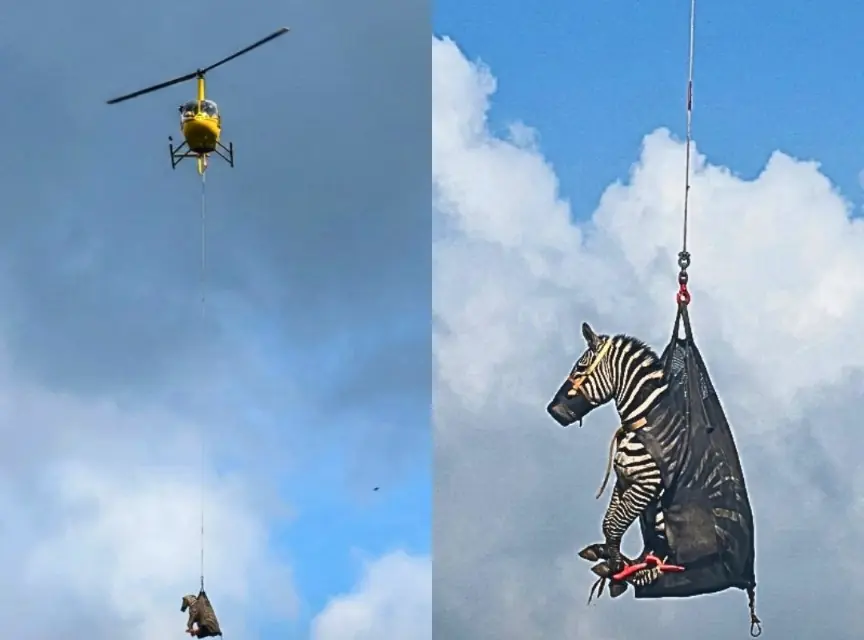 A Runaway Zebra Spent a Week Escaping Humans — Then Got Airlifted Out Like a Celebrity