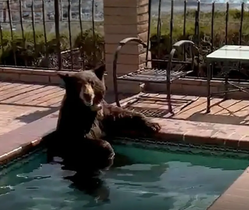 A California Bear Broke Into Someone’s Hot Tub — And Apparently Refused To Leave Until Spa Time Was Over