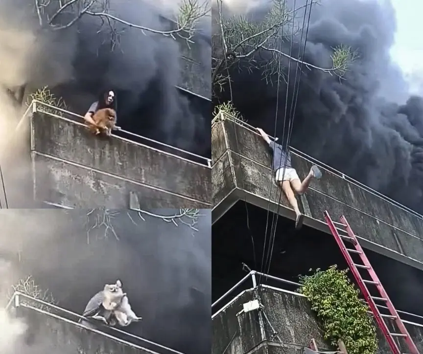 “No Pets Left Behind”: Woman Risks Her Life To Save Her Dogs From A Massive House Fire