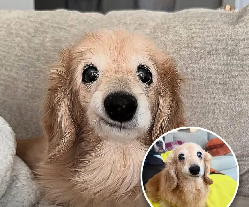 The Beloved Dog Who Melted Millions of Hearts Online Has Passed Away