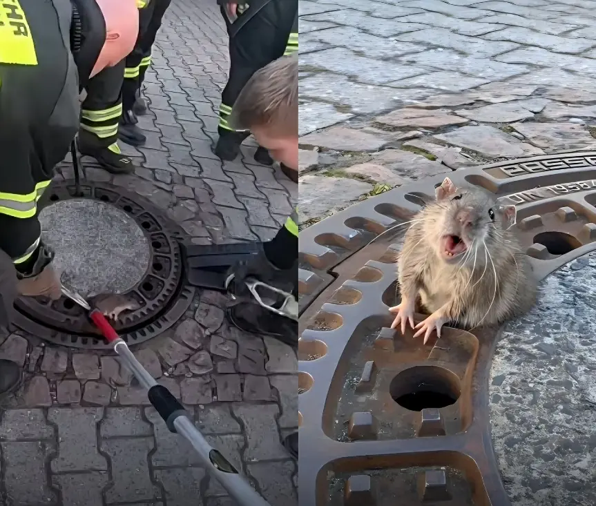 Firefighters Rescue ‘Chonky’ Rat Stuck in Sewer Grate and the Internet Absolutely Loses It